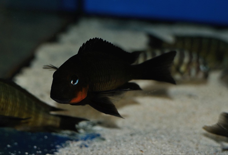 Tropheus sp. 'mpimbwe' Cape Mpimbwe (Red Cheek)